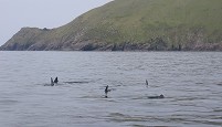 Basking sharks off the Blasket Island